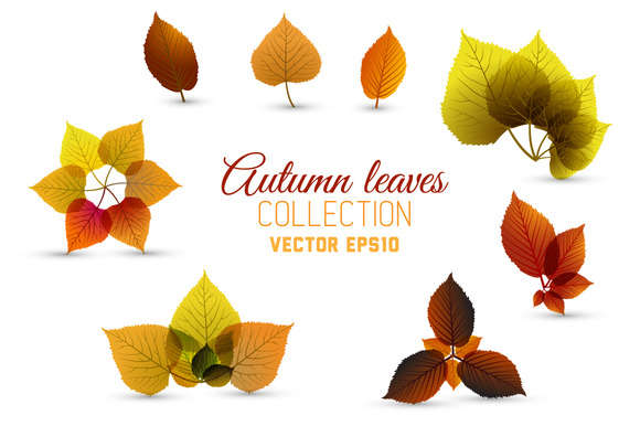 Autumn leaves collection
