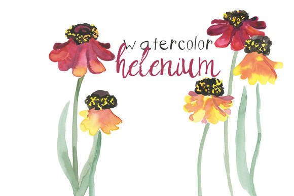 Watercolor Helenium Flowers