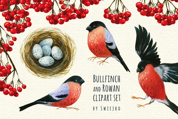 Bullfinch And Rowan Clipart Set by Swiejko is available from CreativeMarket for $7.