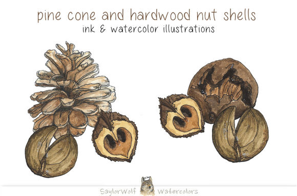 Pine Cone And Hardwood Nut Shells by SaylorWolfWatercolors is available from CreativeMarket for $6.