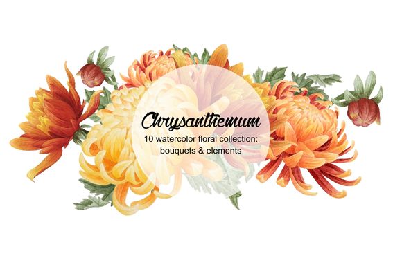 Set Of Watercolor Chrysanthemum by Curlyfamily is available from CreativeMarket for $6.