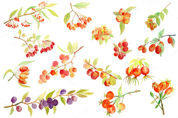 Watercolor Autumn Berry Fall Berry by CornerCroft is available from CreativeMarket for $5.