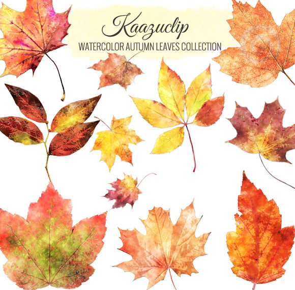 Watercolor Autumn Leaves Collection by Kaazuclip is available from CreativeMarket for $5.