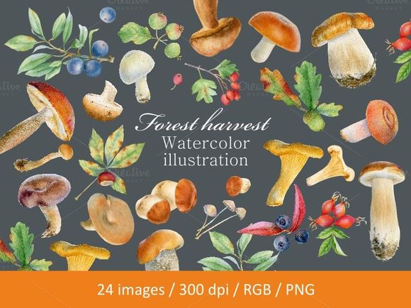 Watercolor Forest Harvest by SvetlanaBakaldina is available from CreativeMarket for $15.