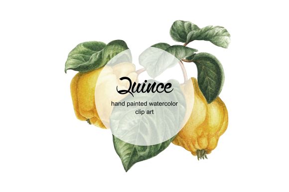 Watercolor Quince by Curlyfamily is available from CreativeMarket for $2.